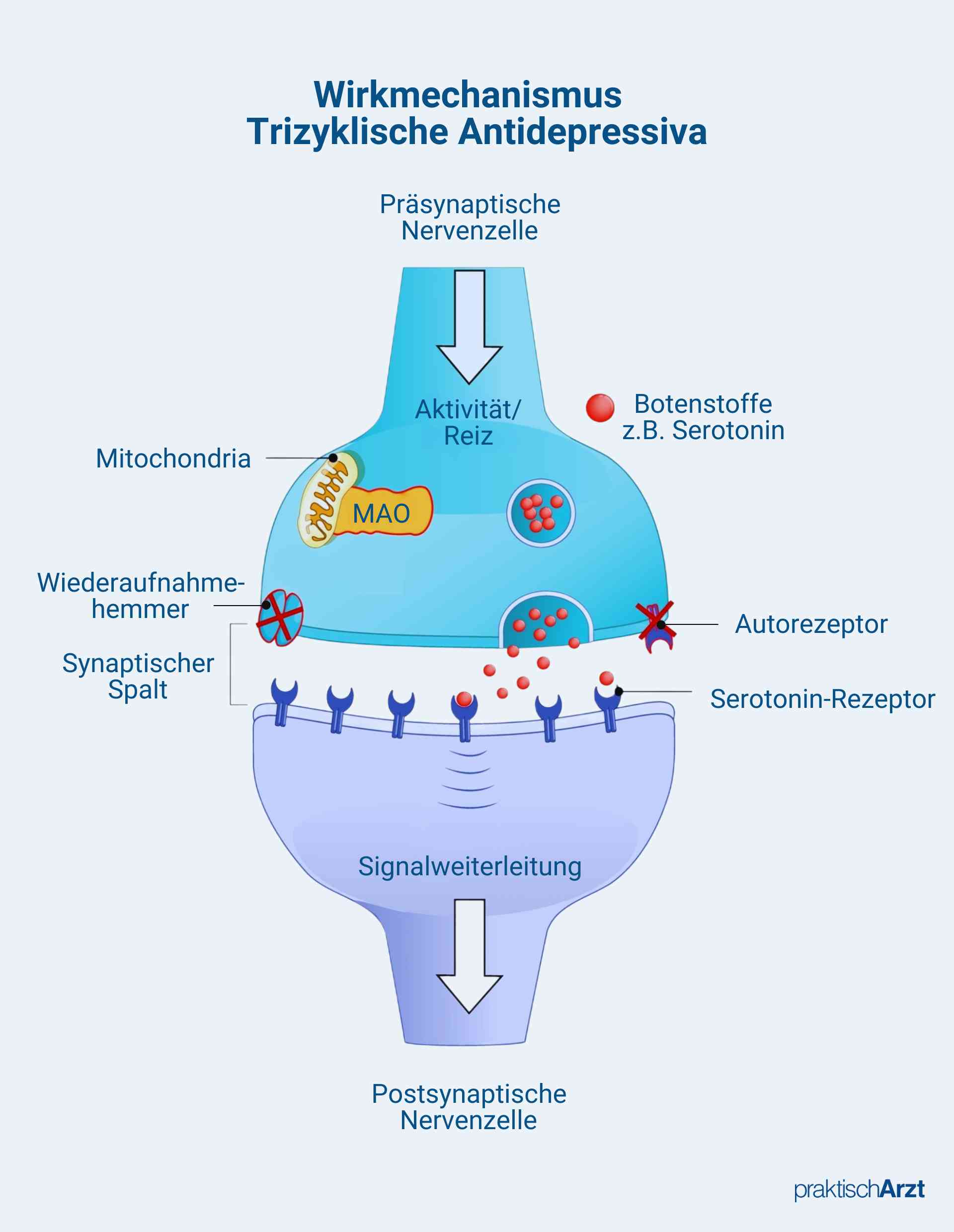 Trizyklische Antidepressiva Wirkmechanismus