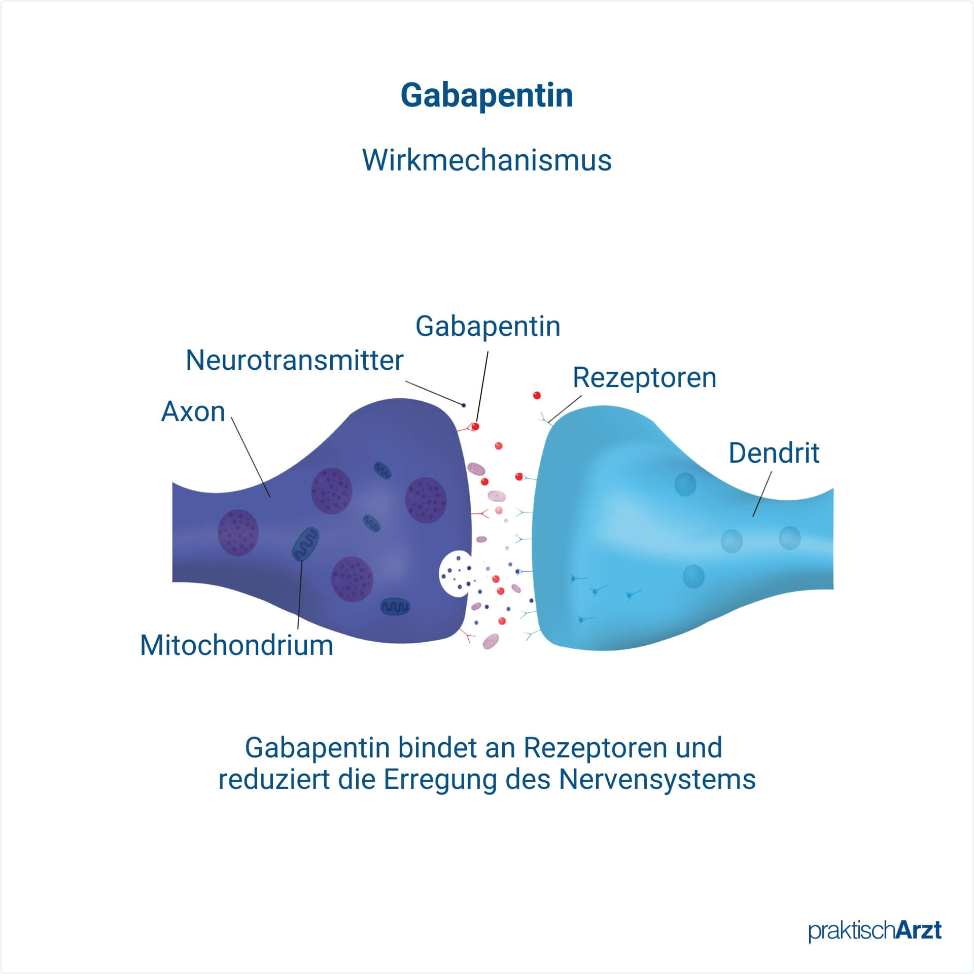 Gabapentin Wirkmechanismus